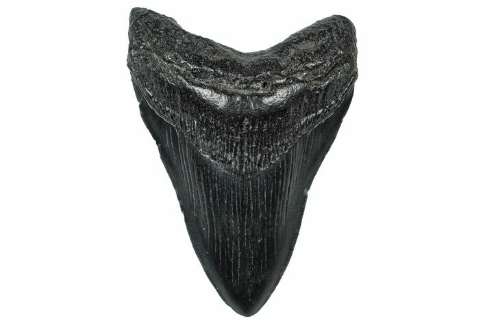 Fossil Megalodon Tooth - South Carolina #299423